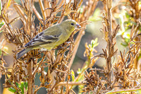 Birdwalk SD Botanical Gardens 11-12-2015