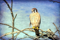 Birds as Art